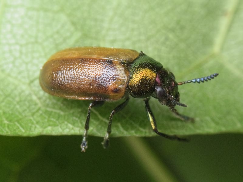 Labidostomis longimana (Linnaeus, 1760)